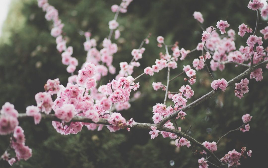 spring blossom