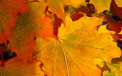Autumn and Chinese Medicine: Wisdom for Immunity, Vitality and Emotional Wellness